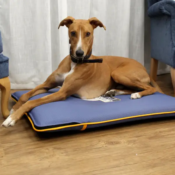Canissage Pulse Dog Bed – Bild 3
