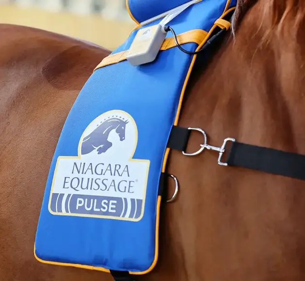 pony2